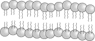 SparkNotes: SAT Subject Test: Biology: The Cell Membrane