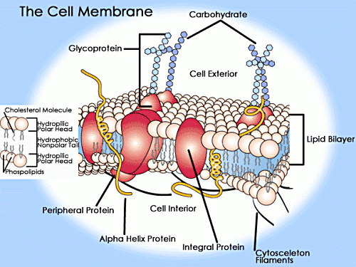 Cell Membranes: Membrane Proteins | SparkNotes