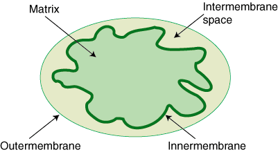 Best Articles; Notess; Old Papers: Eukaryotic Organelles: The Cell